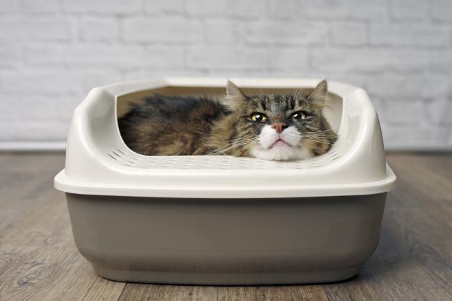 How do you stop your cat peeing in the house Pawshake Blog