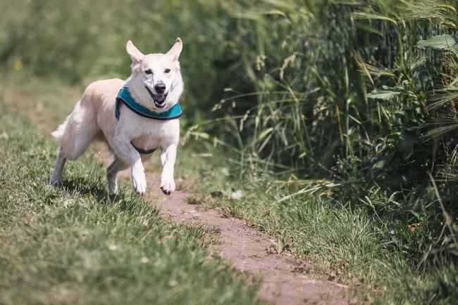 Pawshake hot sale dog walking