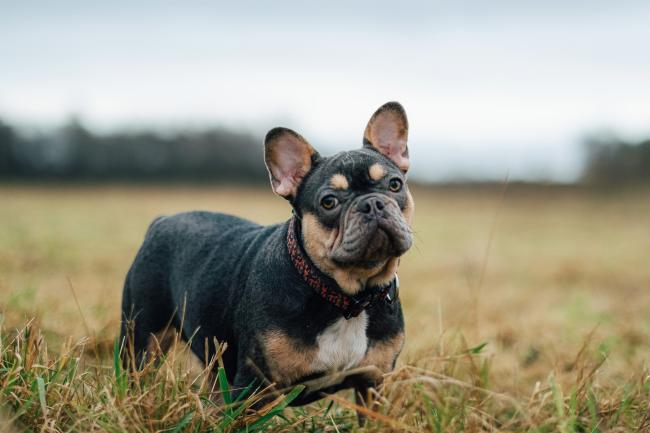 French Bulldog, Dog Breed Information