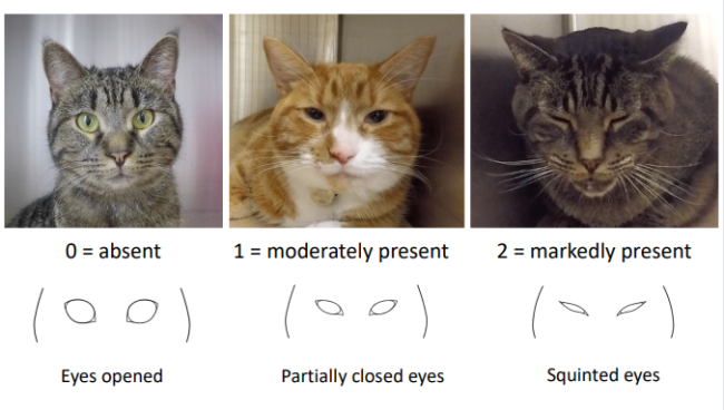 A cat body language guide Pawshake Blog